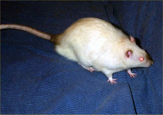 Couleur Seal Point de bas enoire