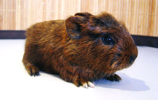 AGOUTI DOR&eacute;