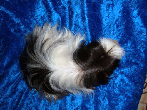 Coronet tricolore rouan satin