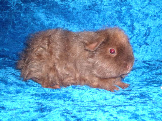 Havane et dor&eacute;