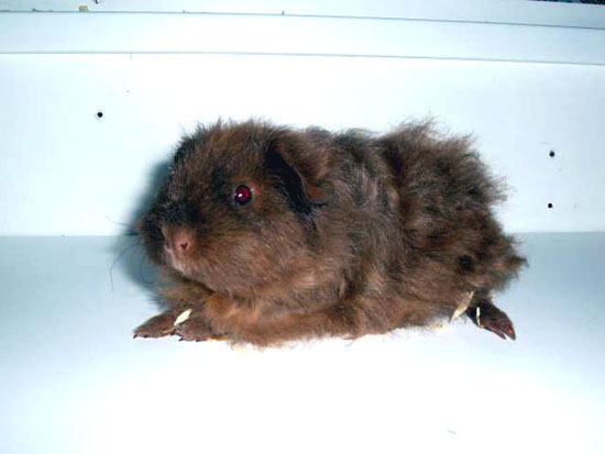 Havane et dor&eacute;