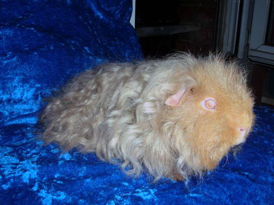 Lilas dor&eacute; et argent&eacute;