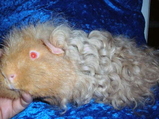 Lilas dor&eacute; et argent&eacute;