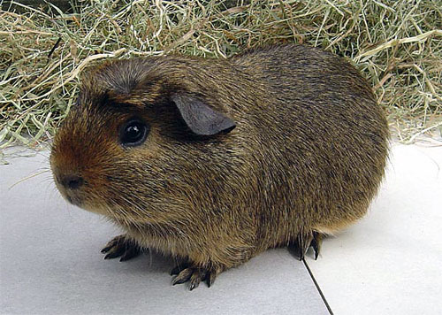 Couronn&eacute; anglais agouti argent&eacute;