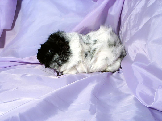 ROSETTE DALMATIEN NOIR