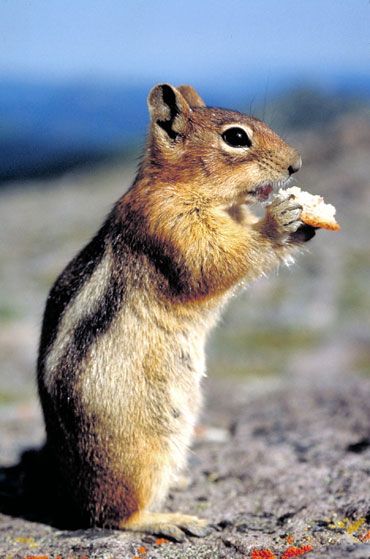 Ecureuil de Cor&eacute;e (tamia ray&eacute;)