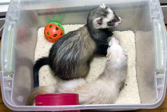 Furet