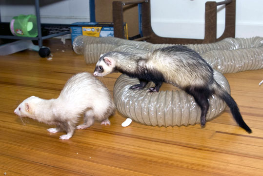 Furet