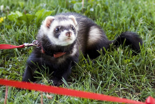 Furet