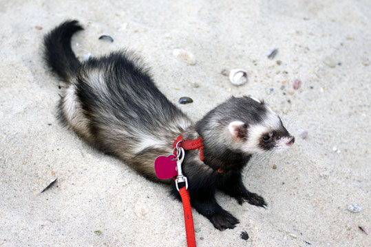 Furet