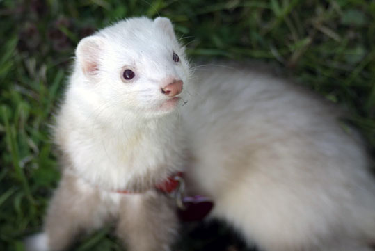 Furet