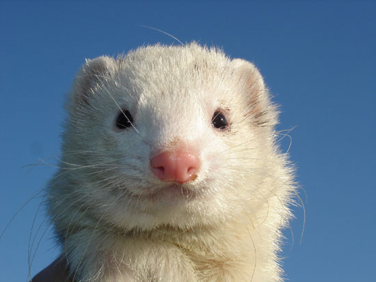 Furet