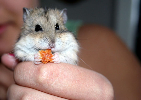 Hamster