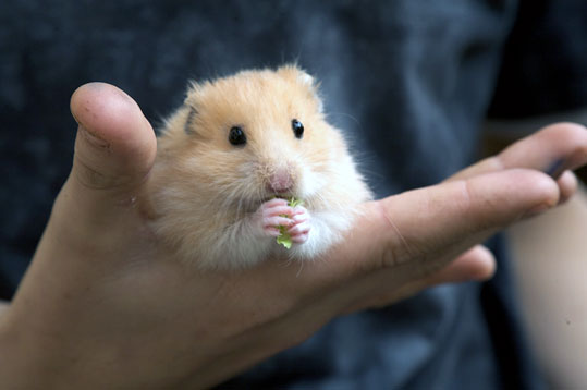 Hamster