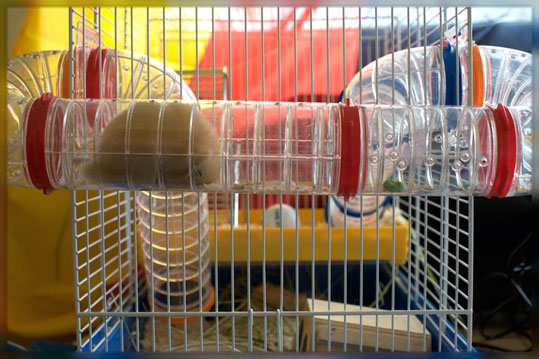 Hamster dans sa cage