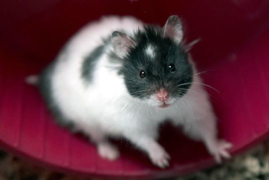 Hamster