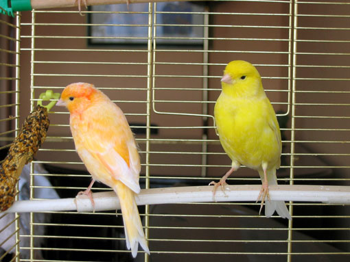 Canari