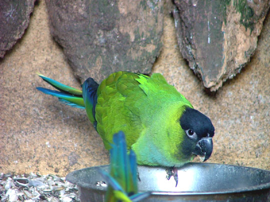 Fi zo as conure nanday01