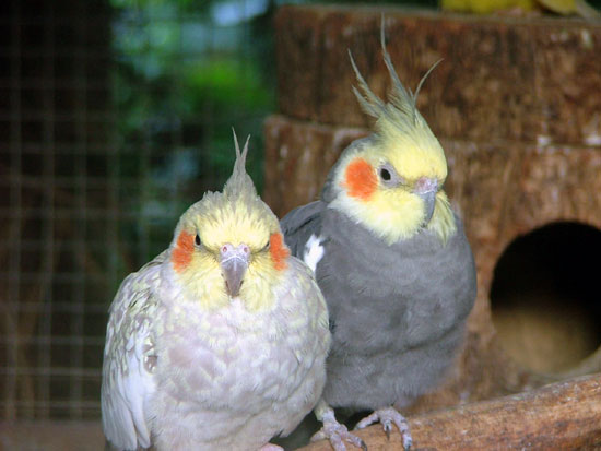 Fi zo as perr calops01