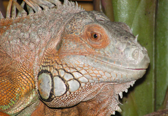 Iguane0vert0male
