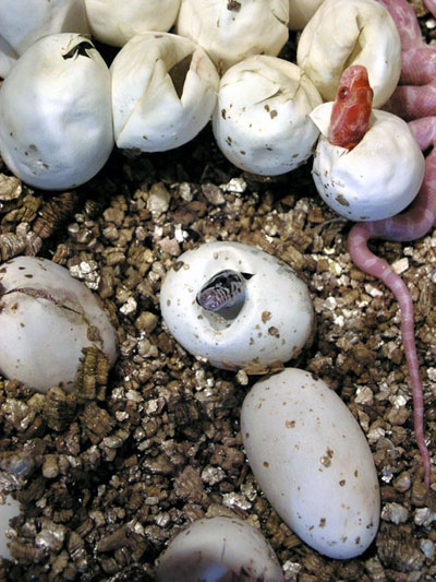 Serpent des bl&eacute;s (Elaphe guttata) : &eacute;closion