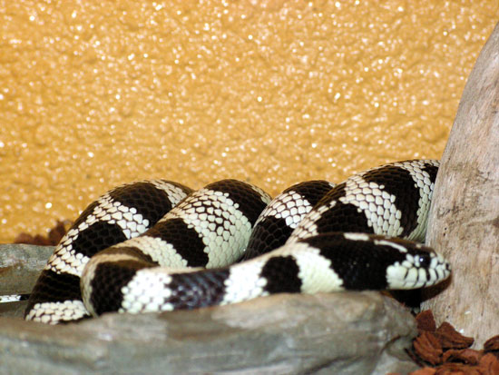 Serpent-roi de Californie (Lampropeltis)
