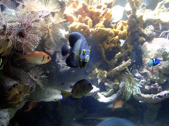 Ifsa nac poisson tropical01