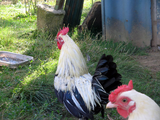 Coq Ardennais (argent&eacute;)