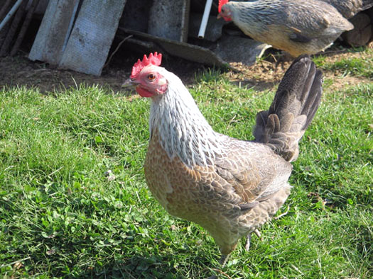 Poule Ardennaise (argent&eacute; saumon&eacute;)
