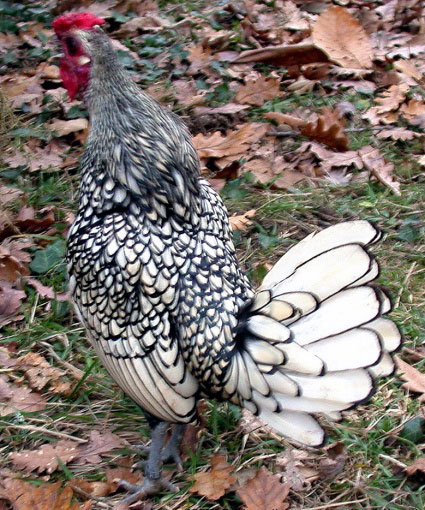 Coq Sebright (argent&eacute;)