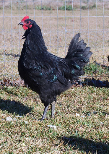 Poule Australorp