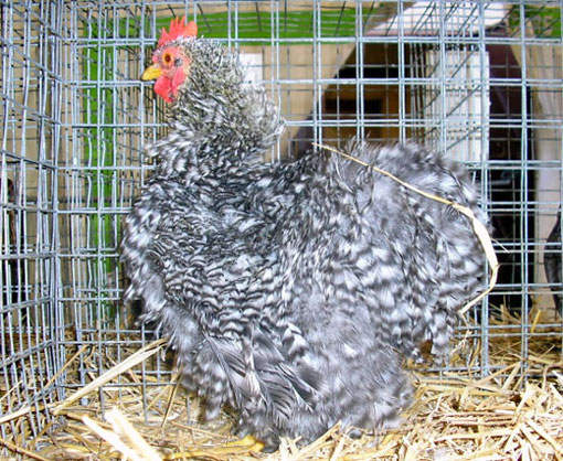 Poule Bantam de P&eacute;kin (argent&eacute; &agrave; liser&eacute; noir)