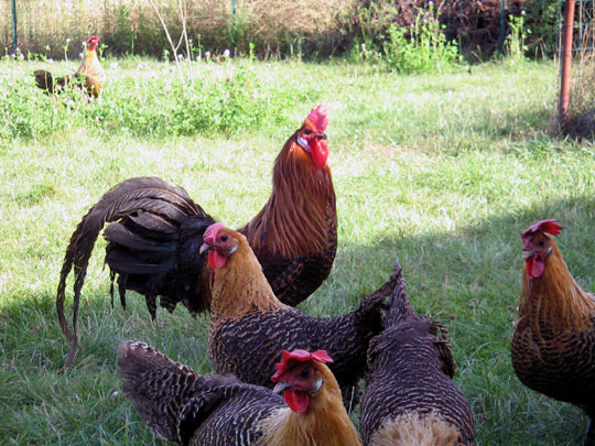 Coq et poules Brakel