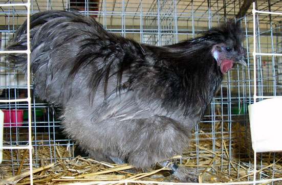 Poules Naines Et Grandes Races