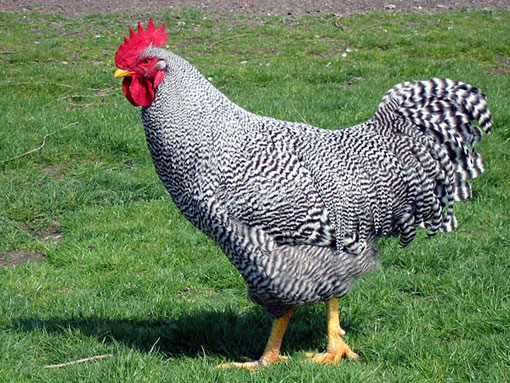 Fi ph ar coq coucour01