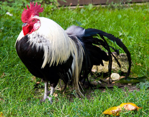 Fi ph ar coq faver clair01