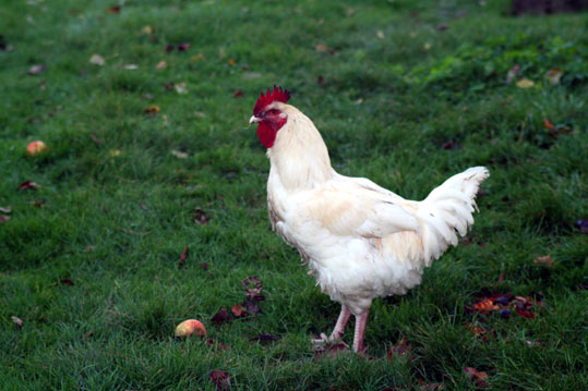 Fi ph ar coq gatin01