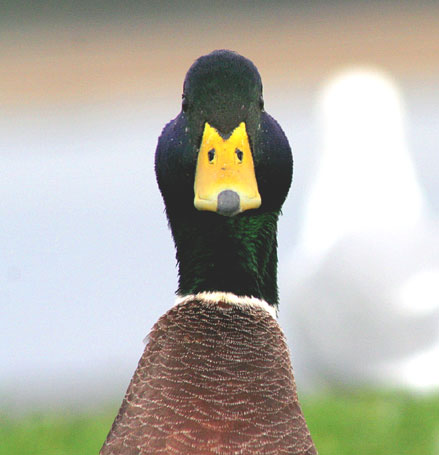 Canard Colvert