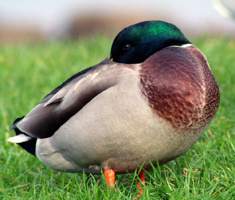 Canard Colvert