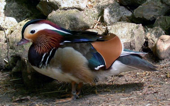 Canard Mandarin