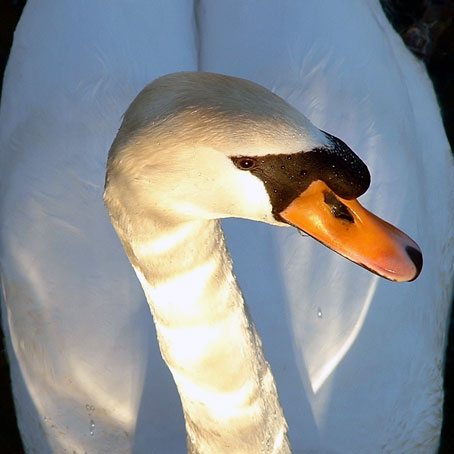 Cygne tubercul&eacute;