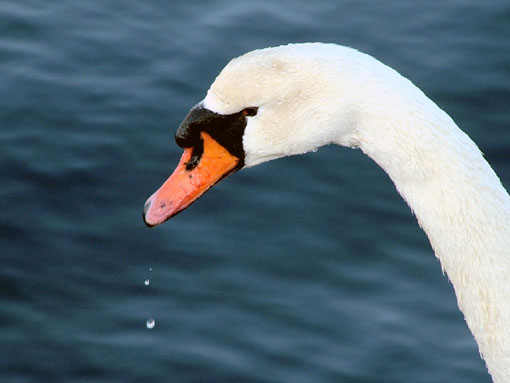 Cygne tubercul&eacute; (t&ecirc;te)