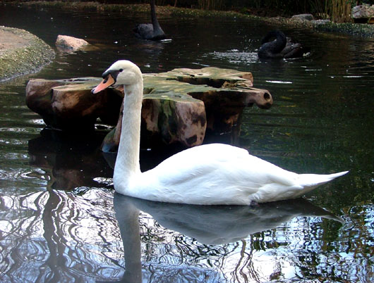 Cygne tubercul&eacute;