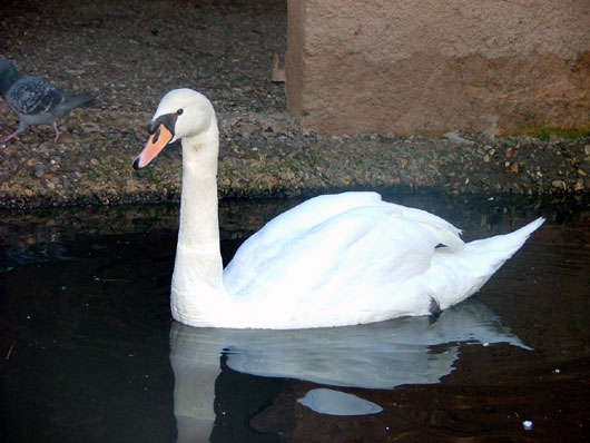 Cygne tubercul&eacute;