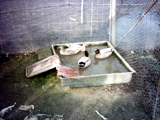 Fi el ar mignonkaki01