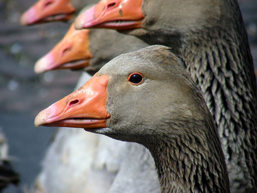 Fi ph ar oie toulouse01