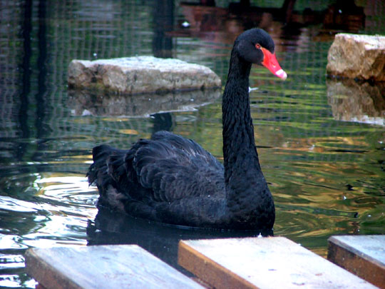 Fi zo as cygne noir01