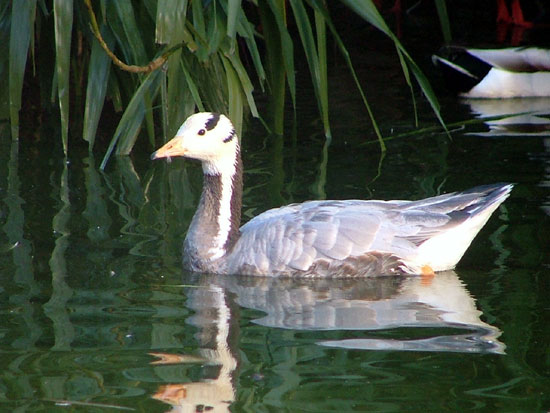 Fi zo as oie tetbar01