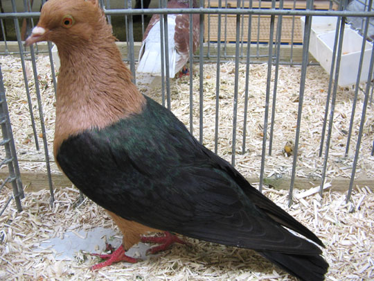 Pigeon Bouvreuil
