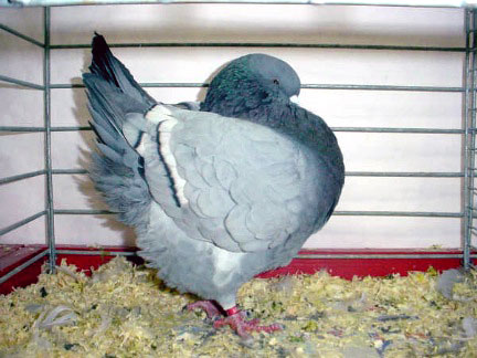 Vari&eacute;t&eacute; schietti (bleu barr&eacute; blanc)